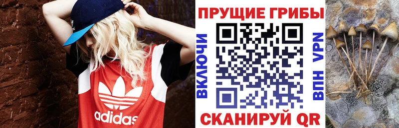 omg ТОР  Навашино  Галлюциногенные грибы Cubensis 